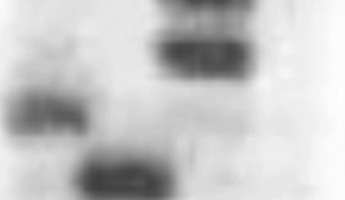 turk_DNA_Film_1.391