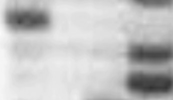 turk_DNA_Film_1.39